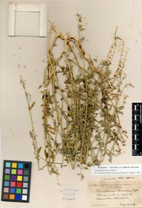 Herbarium Sheet of 